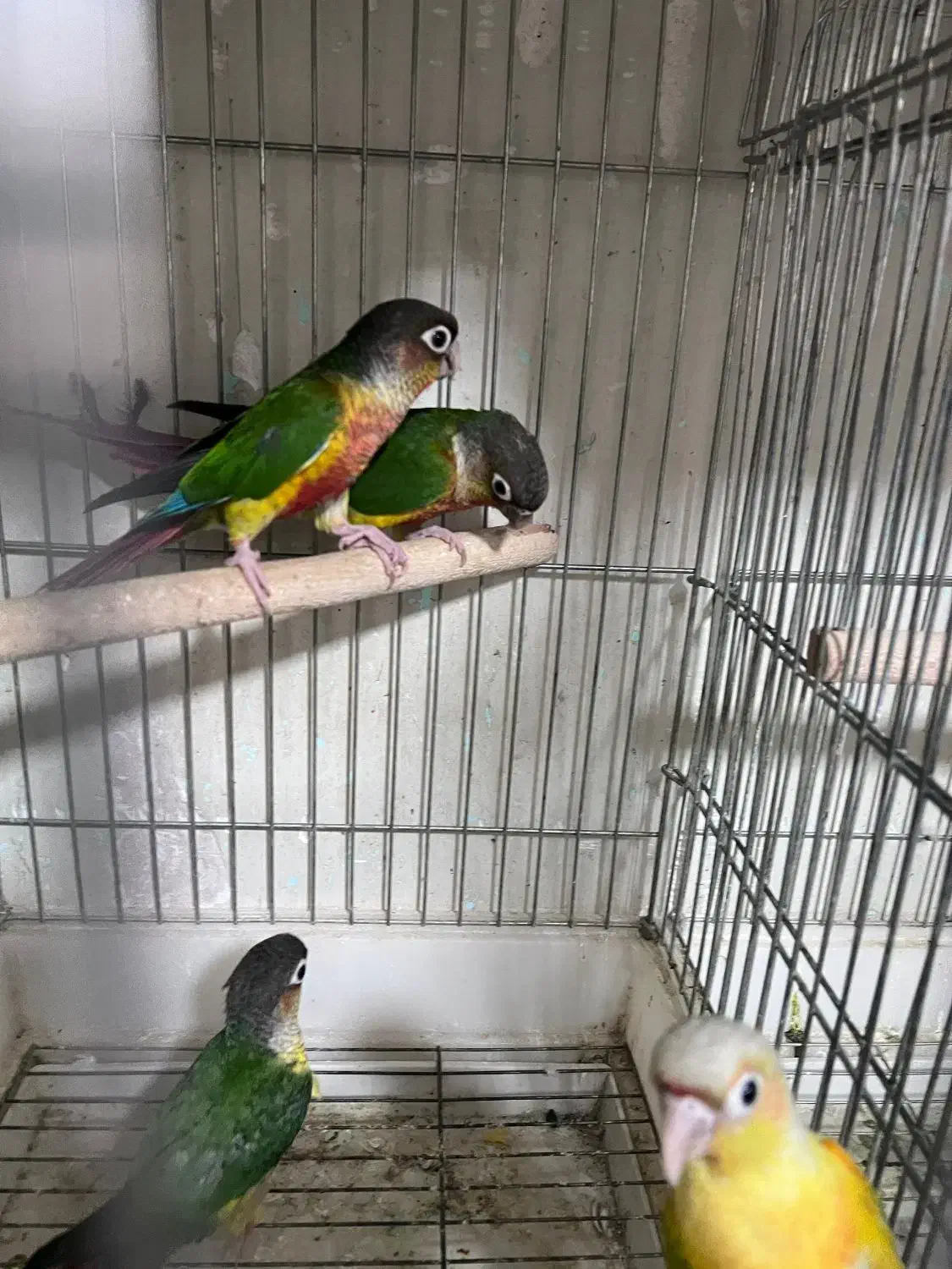 گرینچیک سرلاکی ملنگو رنگی شاه طوطی خورشیدی راهب|پرنده|شیراز, شهرک گلها|دیوار