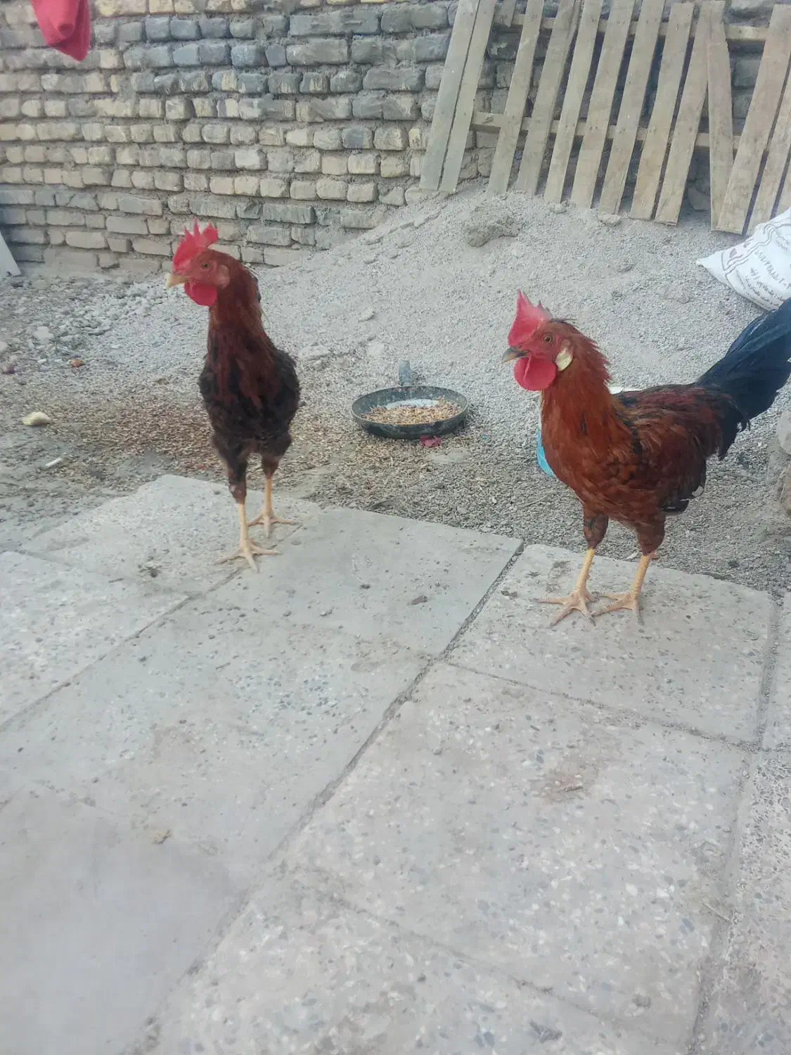 مرغ|حیوانات مزرعه|خرمشهر, |دیوار