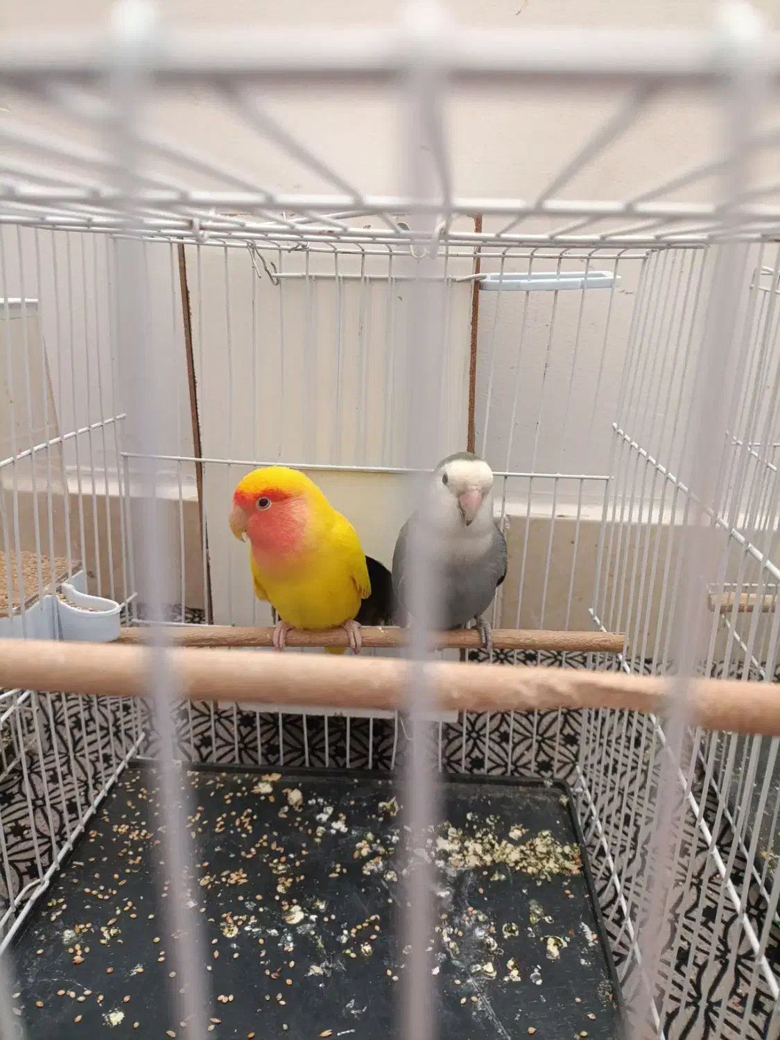 کوتوله برزیلی صورت هلویی|پرنده|تربتحیدریه, شهرک ولیعصر|دیوار