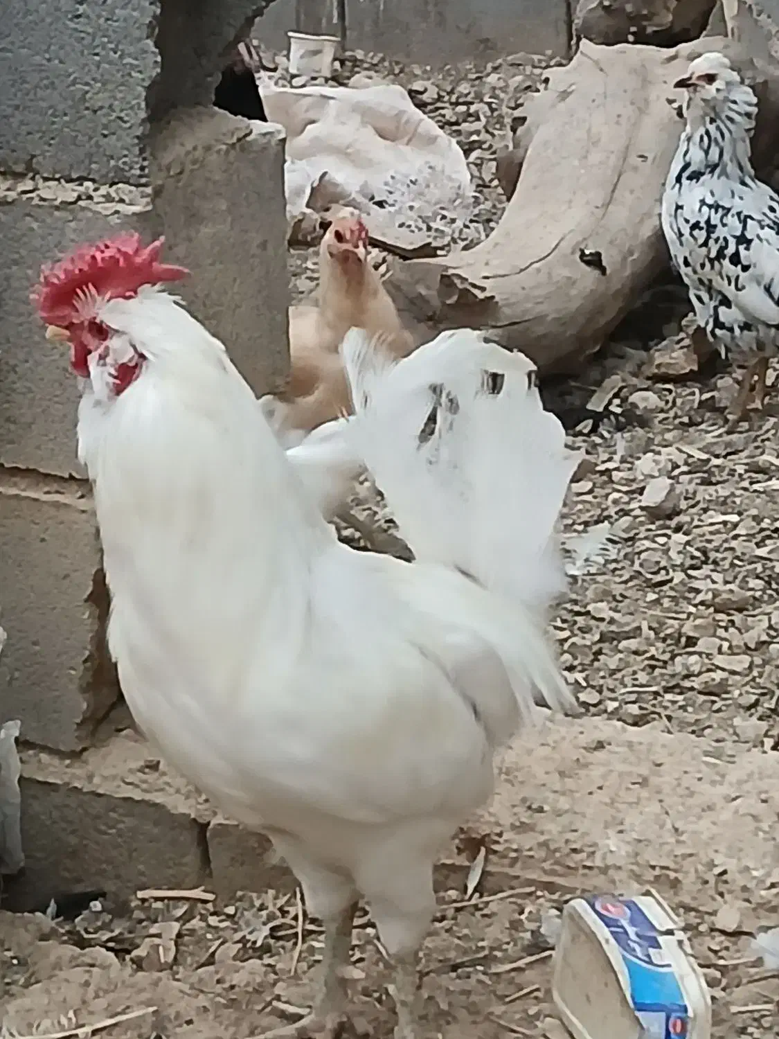 خروس چهل تاج ریشی|حیوانات مزرعه|لردگان, |دیوار