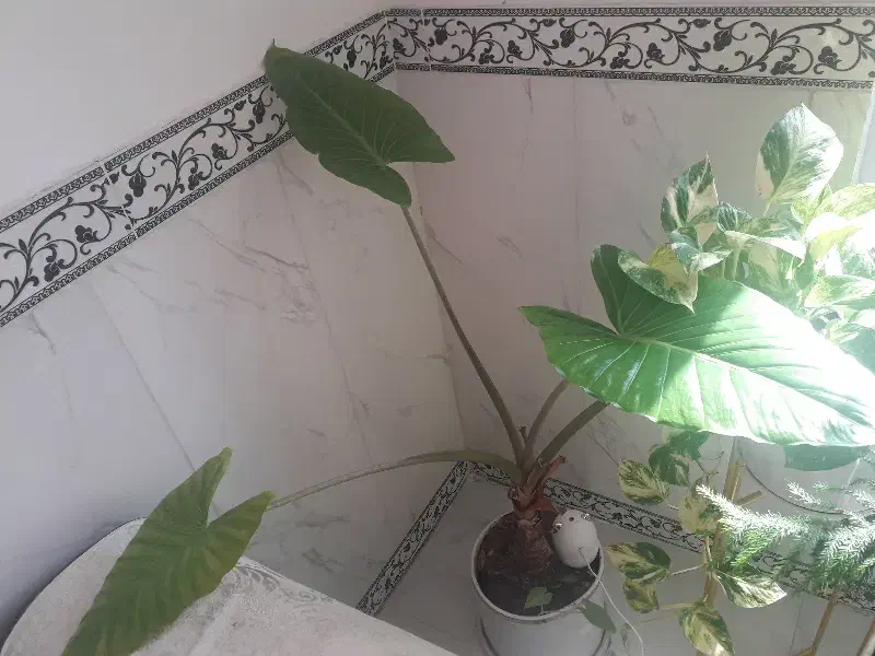 گل بابا آدم|گل و گیاه طبیعی|صحنه, |دیوار