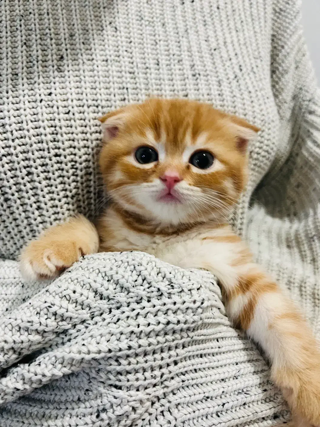 واگذاری گربه اسکاتیش بریتیش ماده|گربه|نوشهر, |دیوار