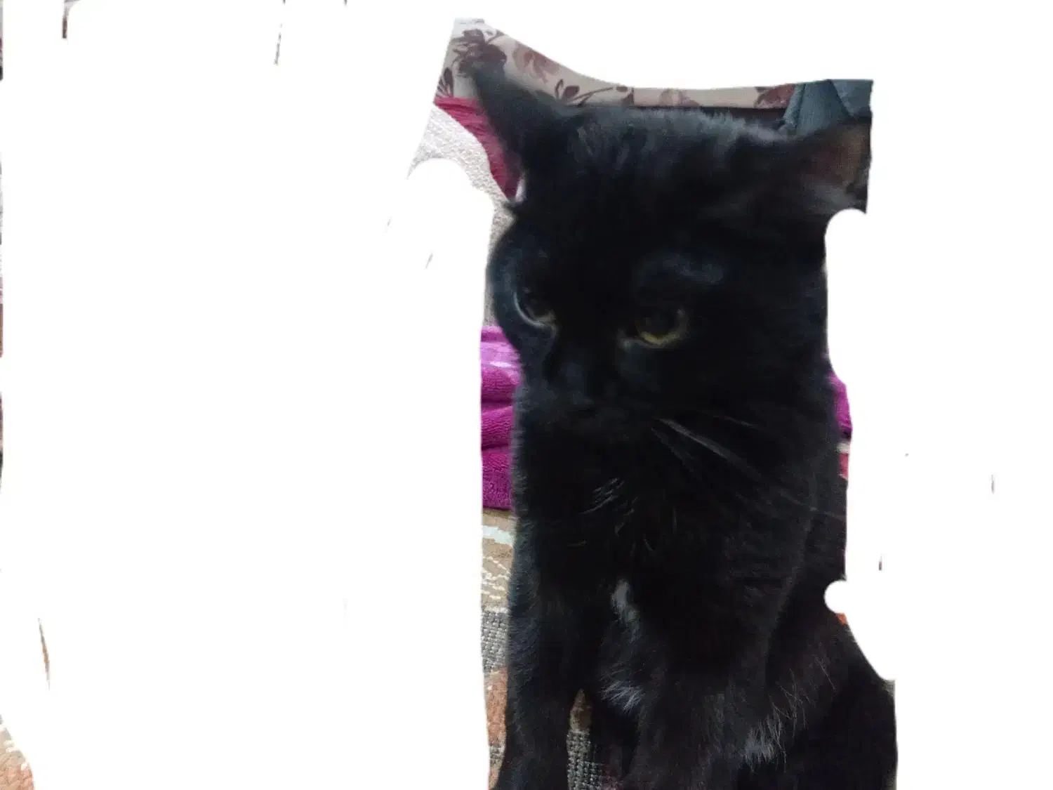 گربه|گربه|قم, نخودی|دیوار