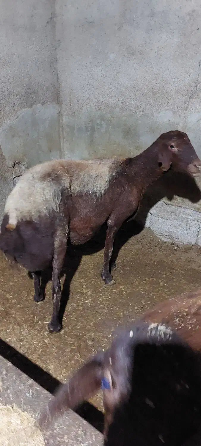 دو عدد گوسفند عالی و درشت|حیوانات مزرعه|خان ببین, |دیوار