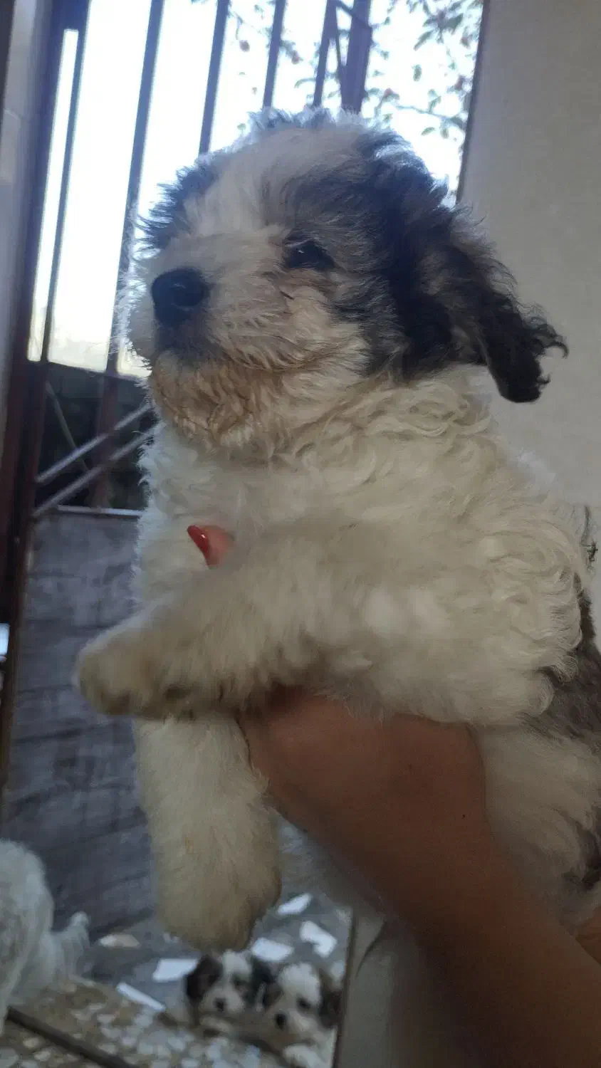 توله ۲ماهه تریر|سگ|لاهیجان, آهندان|دیوار