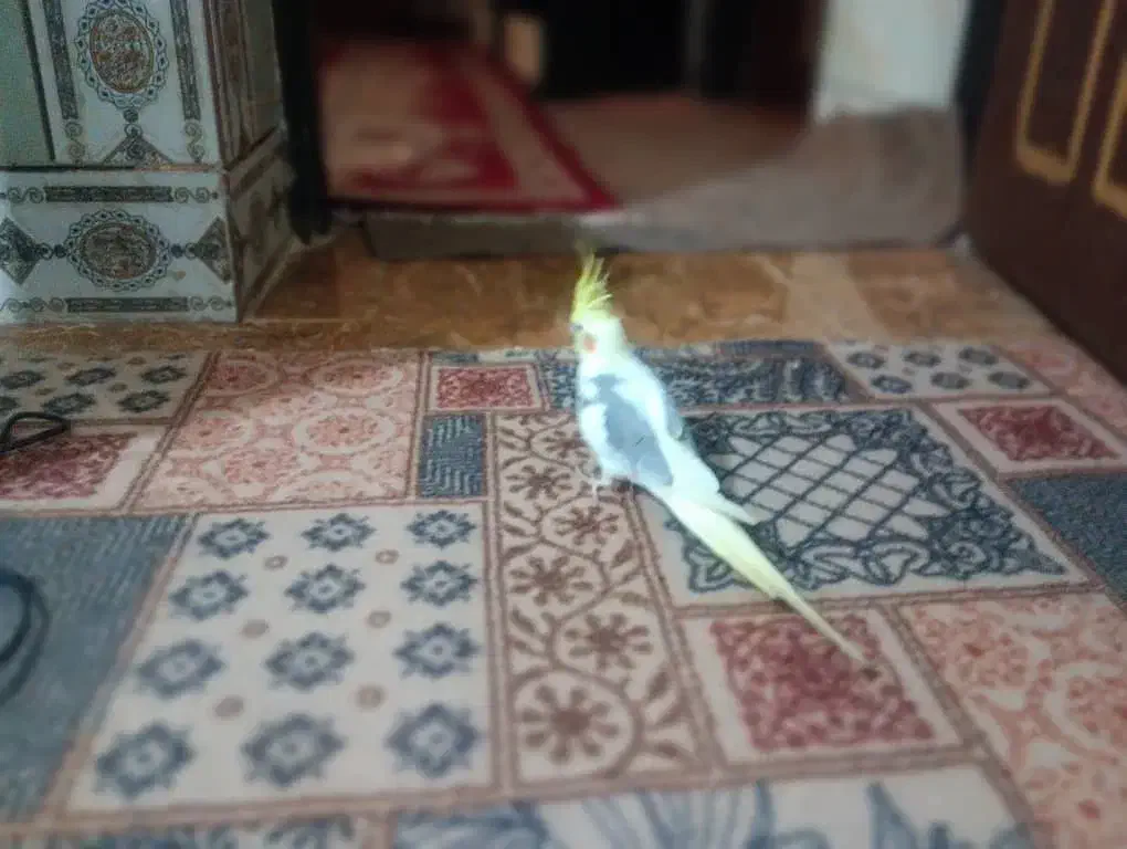 باسلام عروس گمشده|حیوانات|چابهار, |دیوار