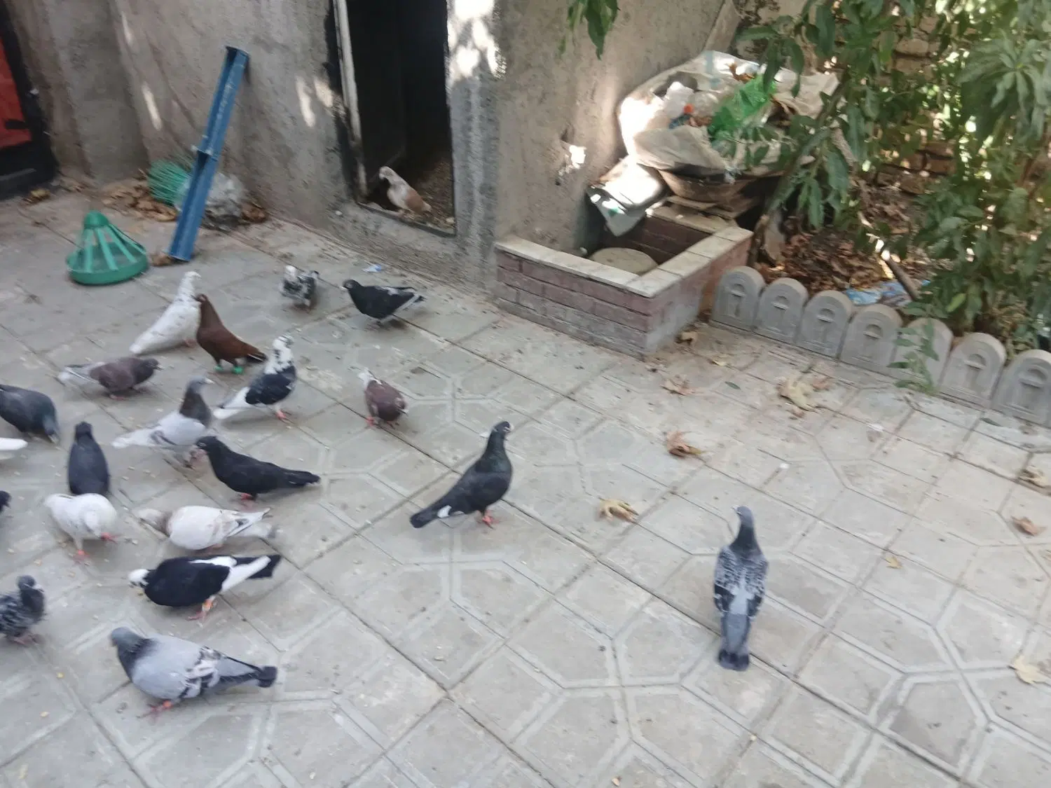 کفتر|پرنده|شاندیز, |دیوار