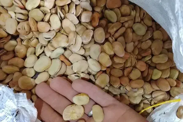 باقالا باقالی زیر قیمت بازار|خوردنی و آشامیدنی|قم, زند آباد|دیوار