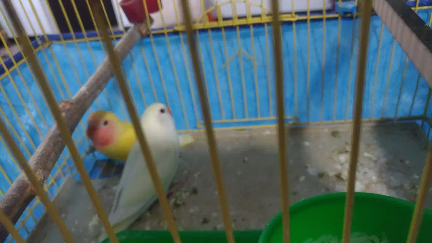 طوطی کوتوله|پرنده|نهاوند, |دیوار