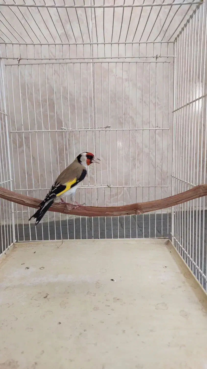 سهره سال دورگ ورسمی|پرنده|اصفهان, عمان سامانی|دیوار