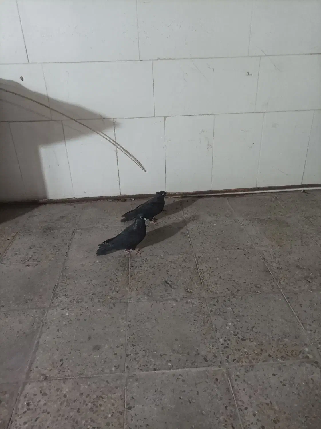 کبوتر|پرنده|امیدیه, |دیوار