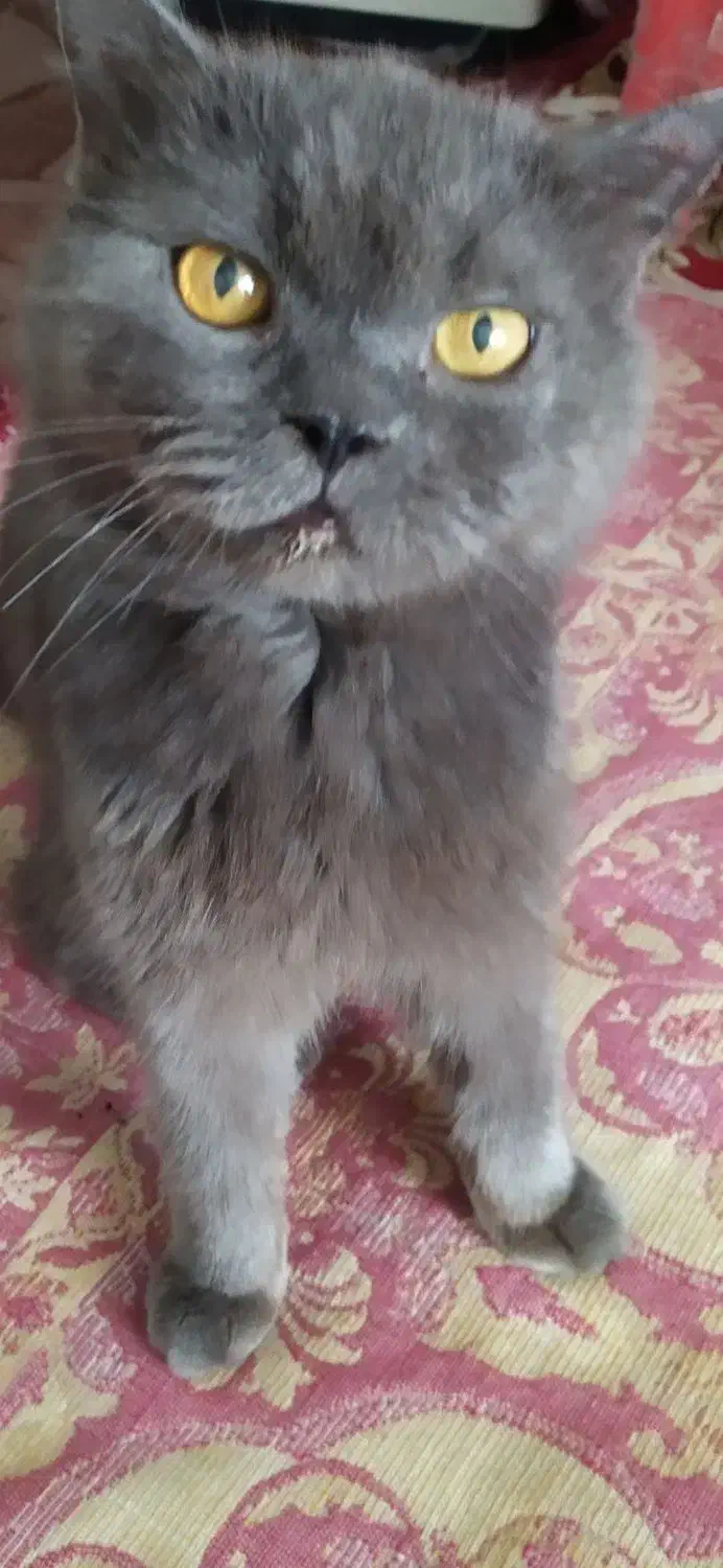 آماده جفتگیری اسکاتیش نر|گربه|کرج, عظیمیه|دیوار