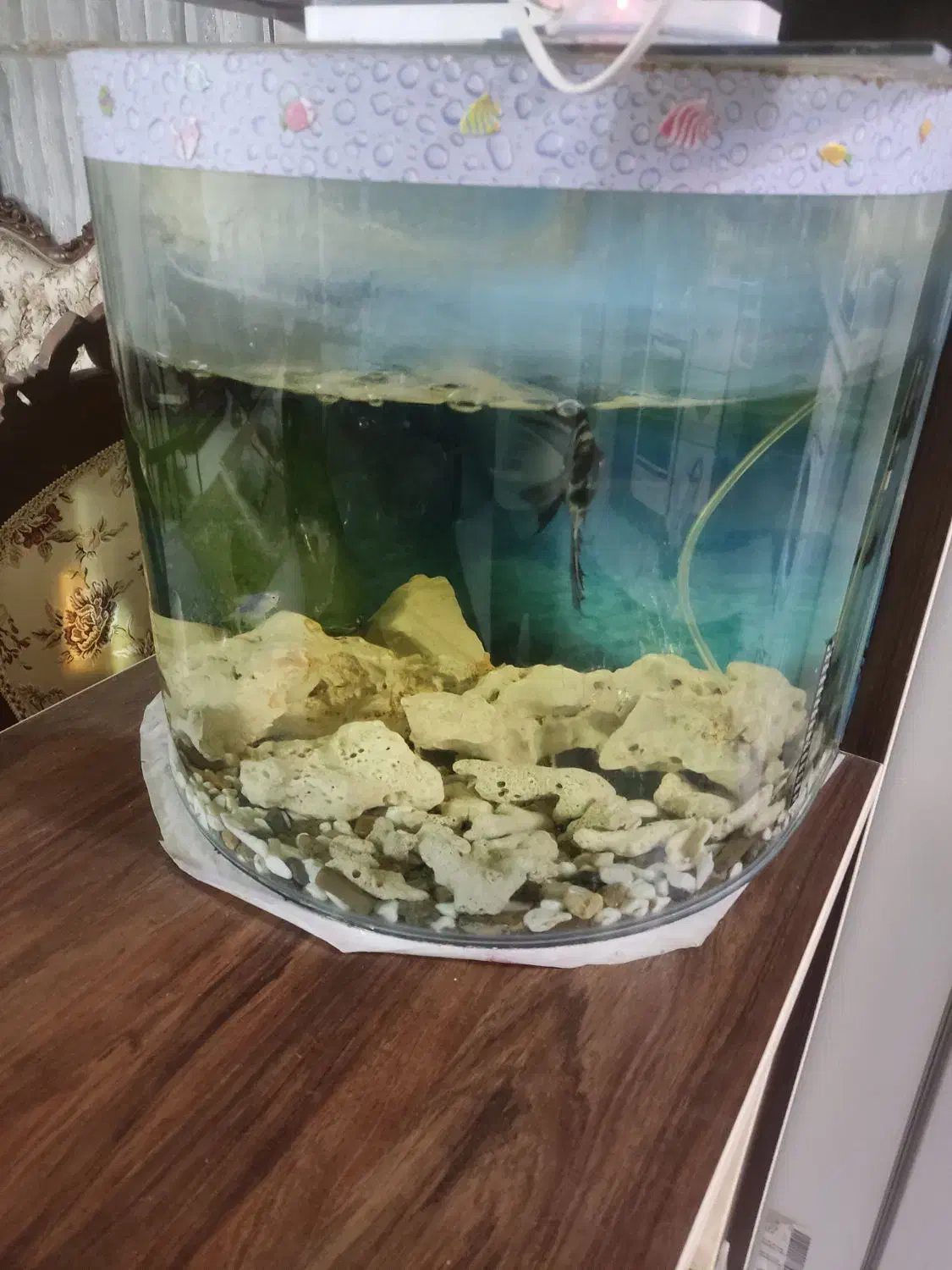 آکواریوم|ماهی|تهران, تهرانپارس غربی|دیوار