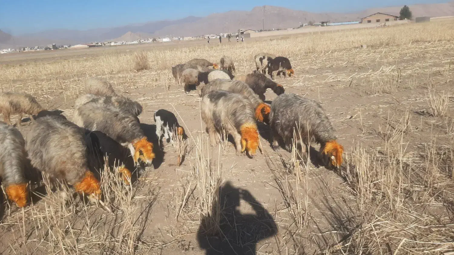 میش داشتی|حیوانات مزرعه|اندیمشک, |دیوار