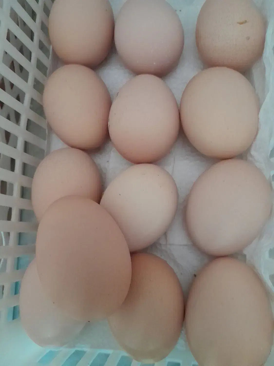 تخم مرغ نطفه دار|خوردنی و آشامیدنی|قم, فرهنگیان و شهربانی|دیوار