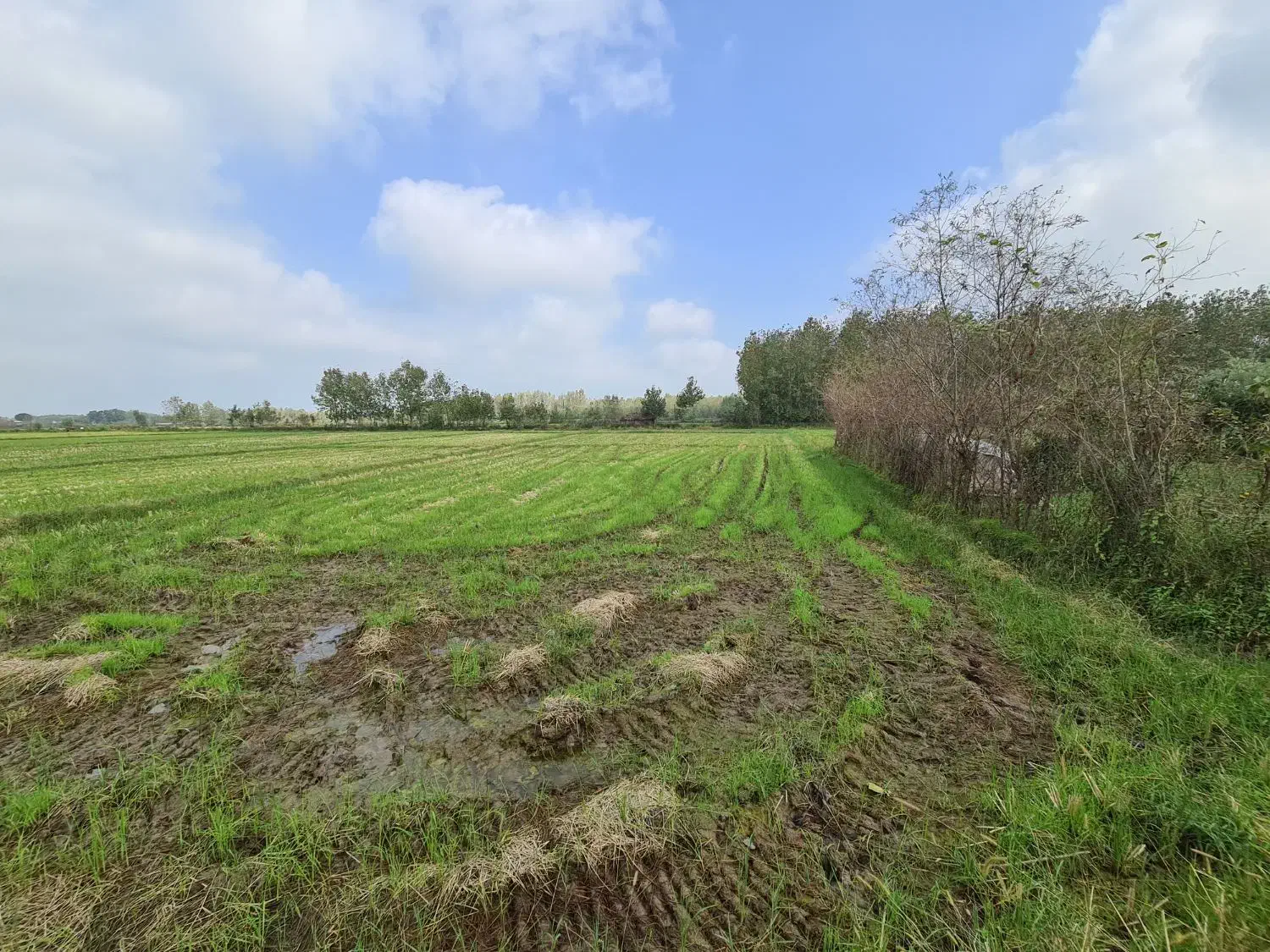 ۲۰۰۰متر زمین کشاورزی کاملا یکدست نزدیک امتیازات|فروش دفتر صنعتی، کشاورزی، تجاری|خمام, |دیوار