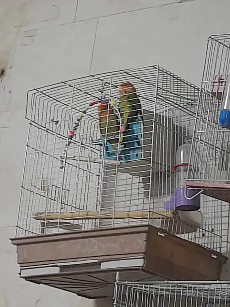 کوتوله برزیلی مولد|پرنده|اصفهان, باتون|دیوار