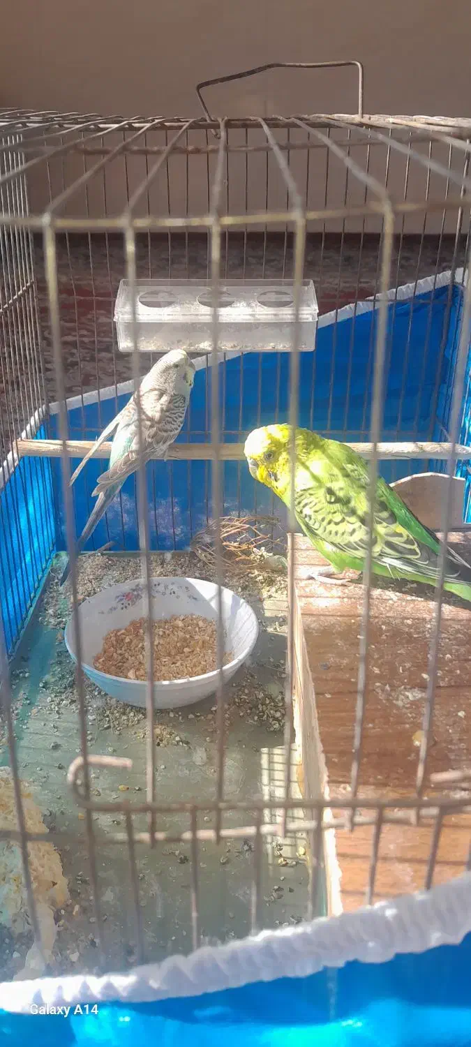 مرغ عشق با قفس|پرنده|مهریز, |دیوار