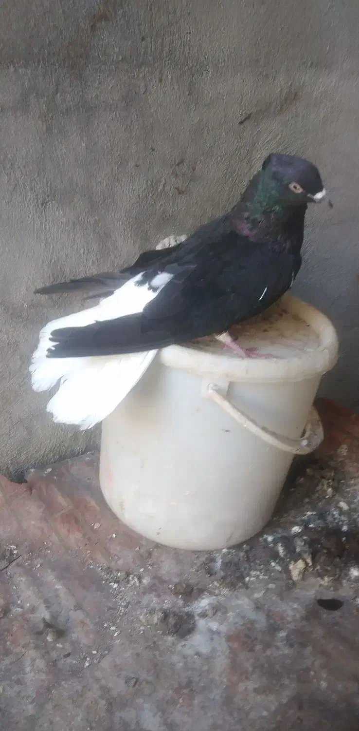 کبوتر|پرنده|بهبهان, |دیوار