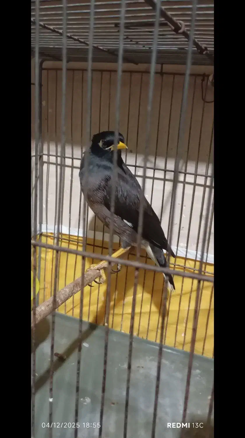 مرغ مینا نر افغان|پرنده|کرمانشاه, |دیوار