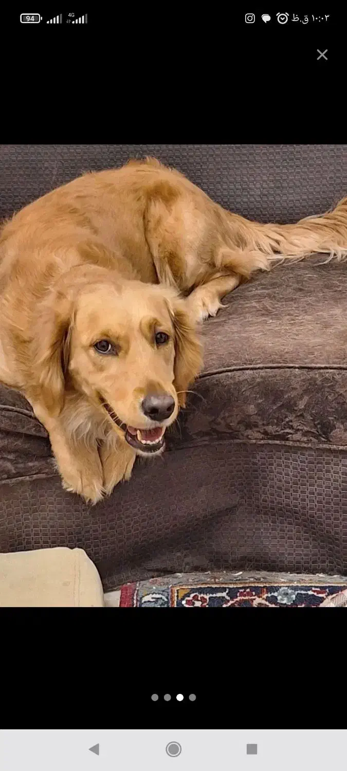 ماده گلدن رتریور|سگ|خضر آباد, |دیوار