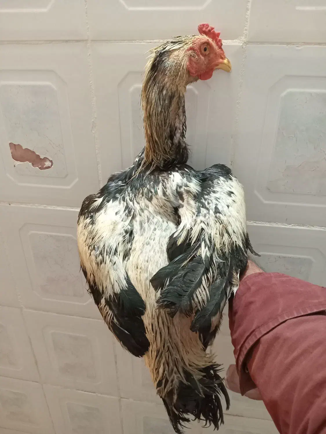 لار|حیوانات مزرعه|کهنوج, |دیوار