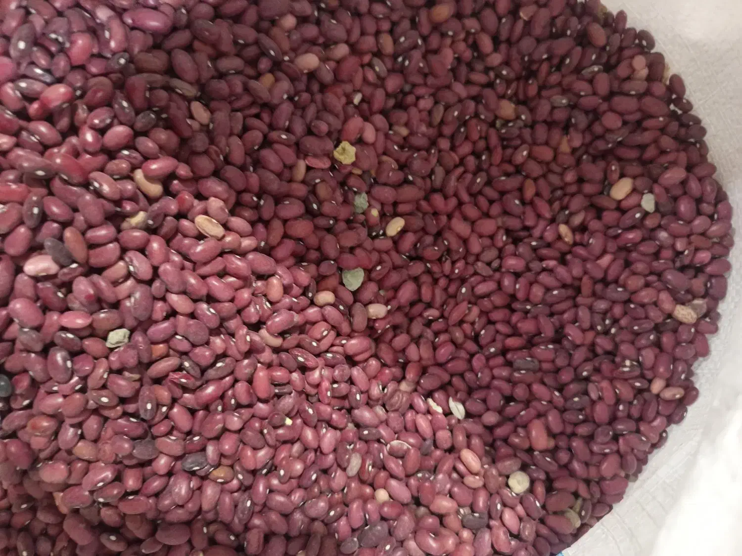 لوبیا قرمز،لوبیاچیتی،نخوددرشت،عدس ریزدرجه یک سرحد|خوردنی و آشامیدنی|مرودشت, تامین اجتماعی‎|دیوار