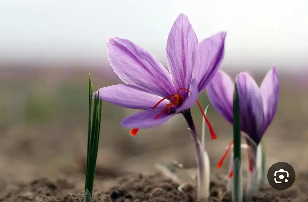 چیدن زعفران|استخدام صنعتی، فنی، مهندسی|خمین, |دیوار