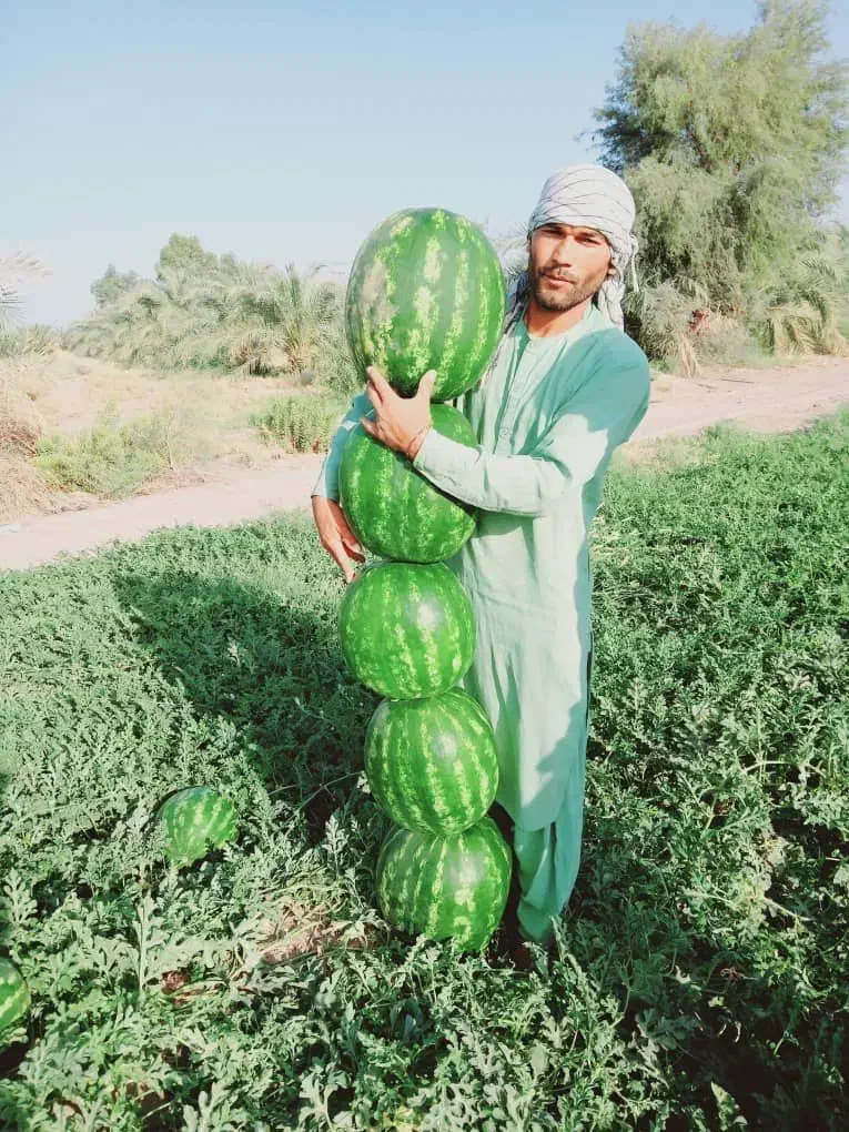 بذر هندوانه گرد صادراتی پترا|خدمات باغبانی و درختکاری|شیراز, بازار|دیوار