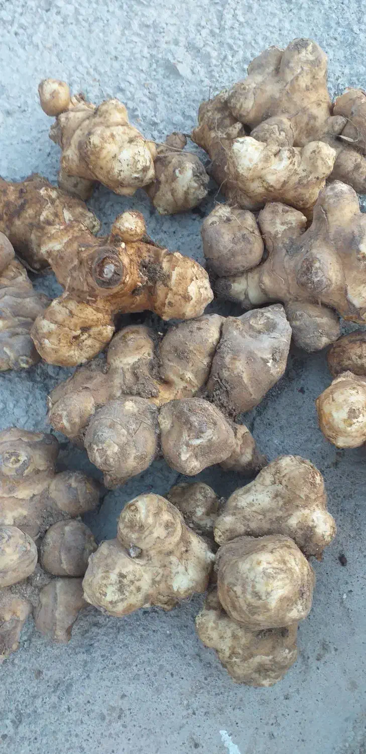 شلغم شیرازی|خوردنی و آشامیدنی|اردبیل, |دیوار