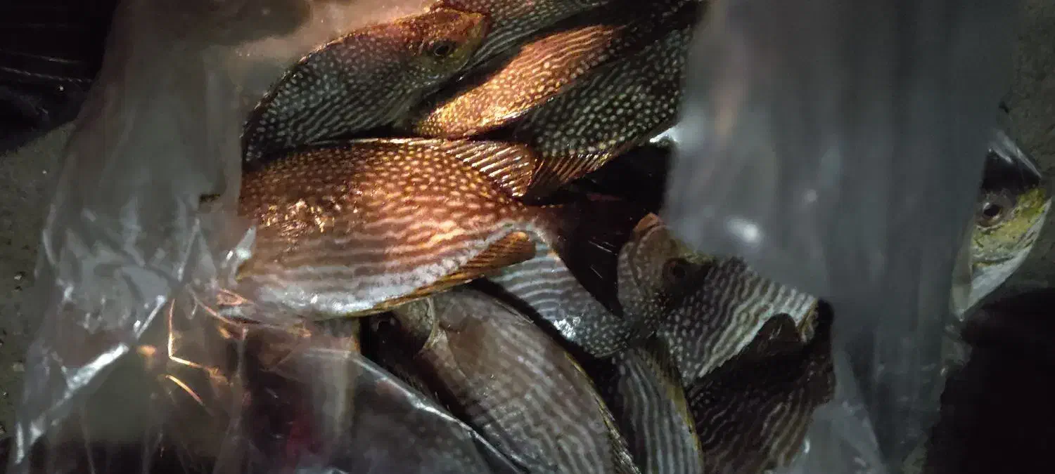 ماهی صافی|ماهی|قشم, |دیوار