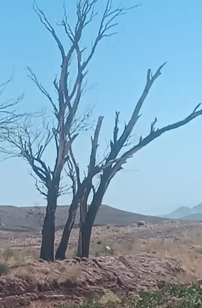 درخت ، چوب ،کنده|خدمات باغبانی و درختکاری|سلیمان, |دیوار