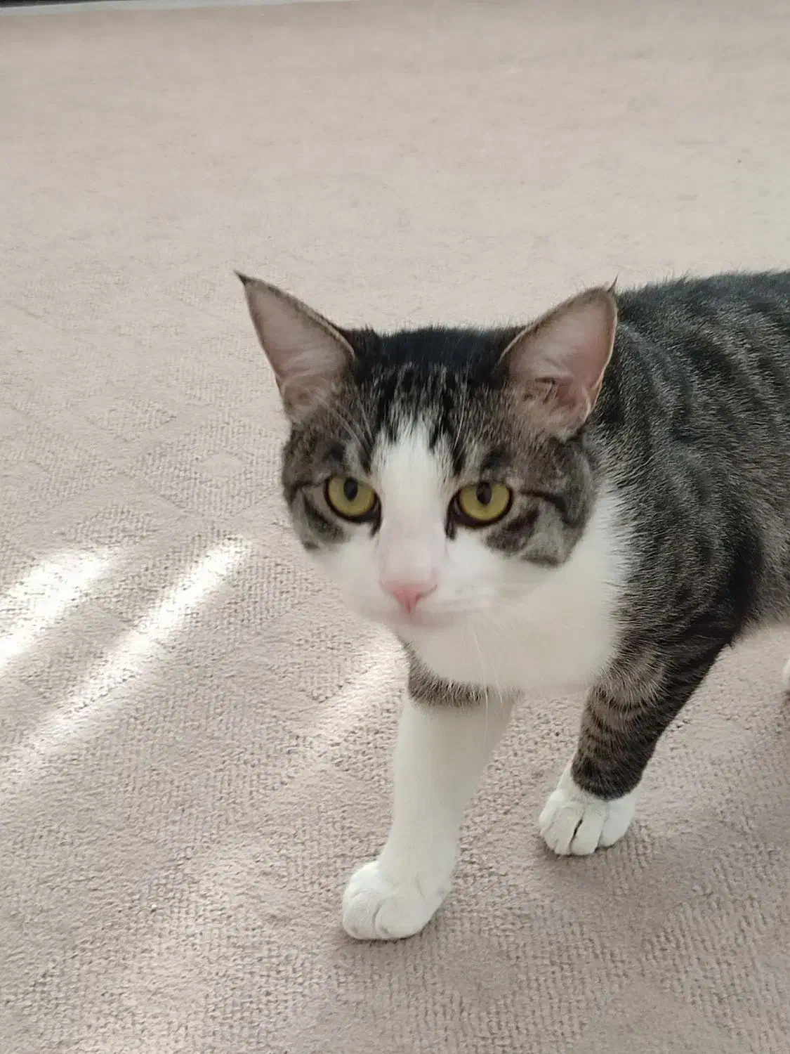 واگذاری رایگان گربه خانگی|گربه|طرقبه, |دیوار