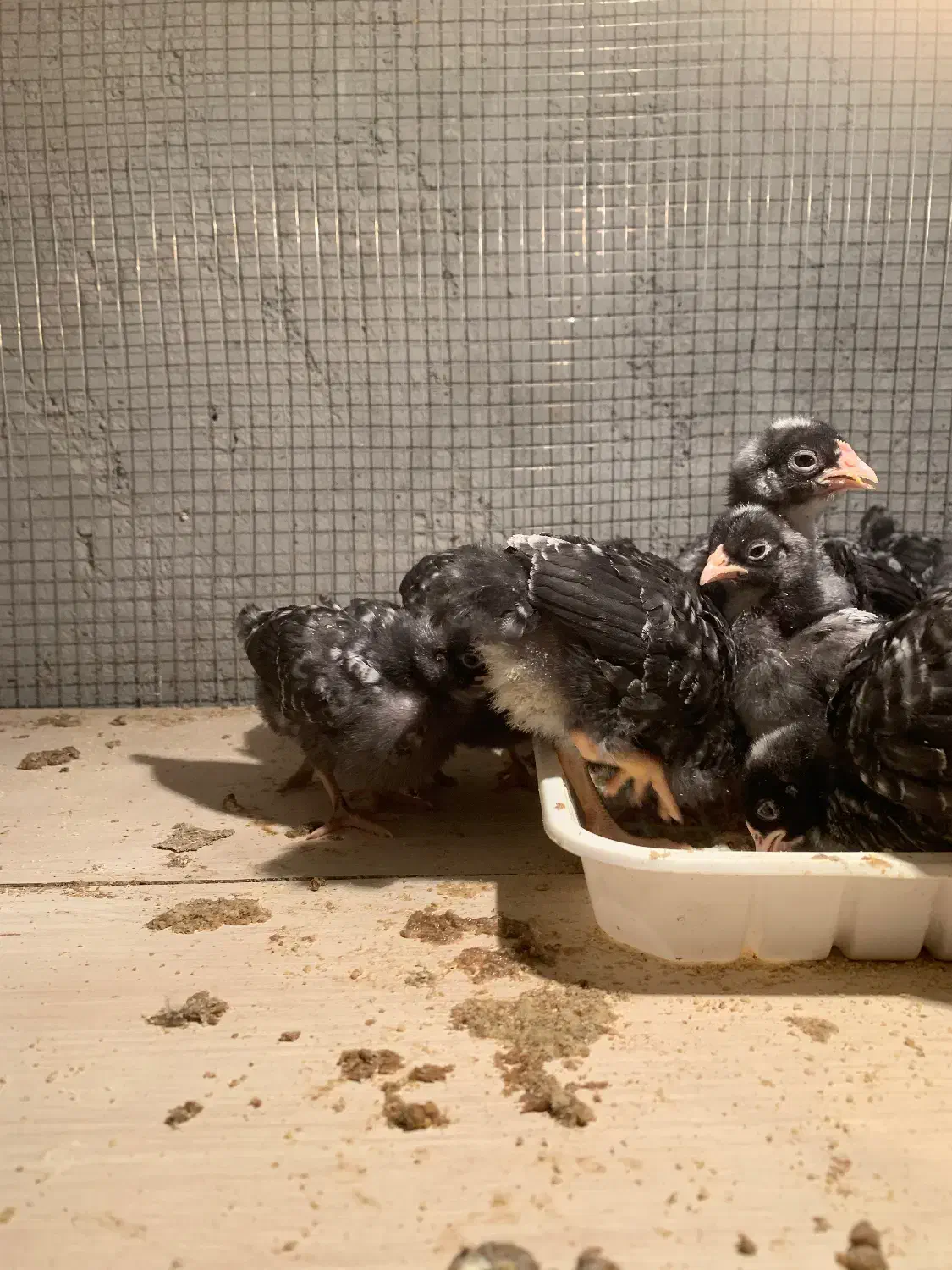 پلیموت آمروک|حیوانات مزرعه|بناب, |دیوار