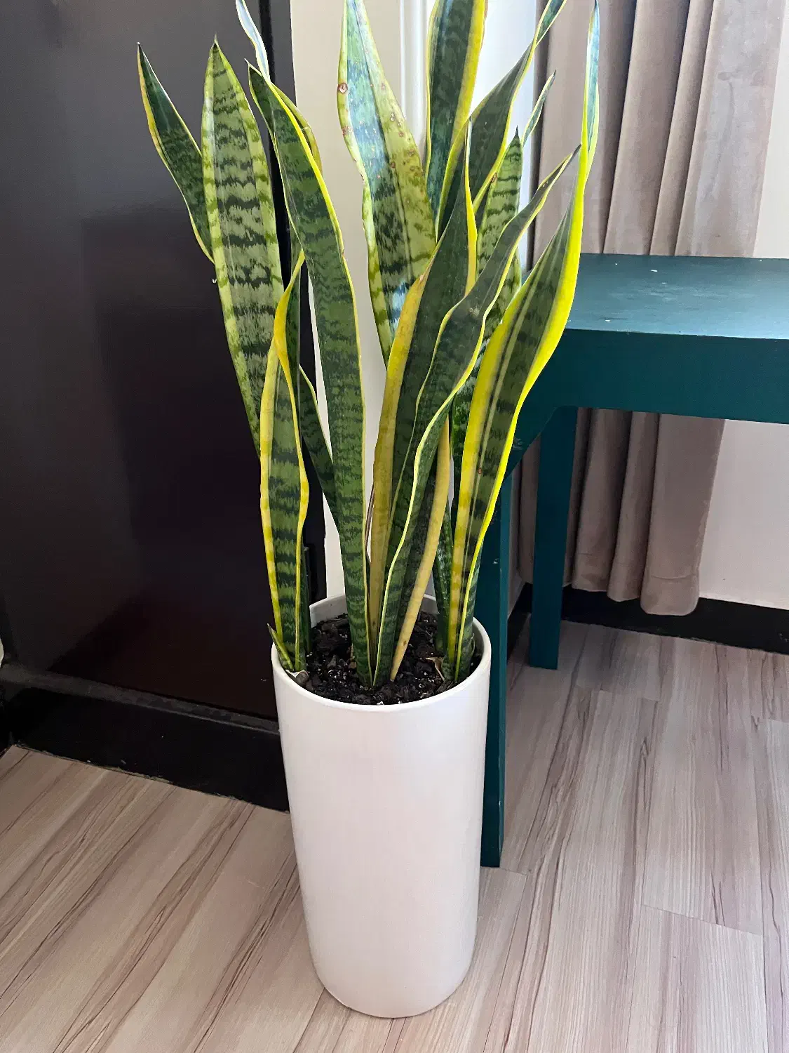 گل و گلدون|گل و گیاه طبیعی|قم, سالاریه|دیوار