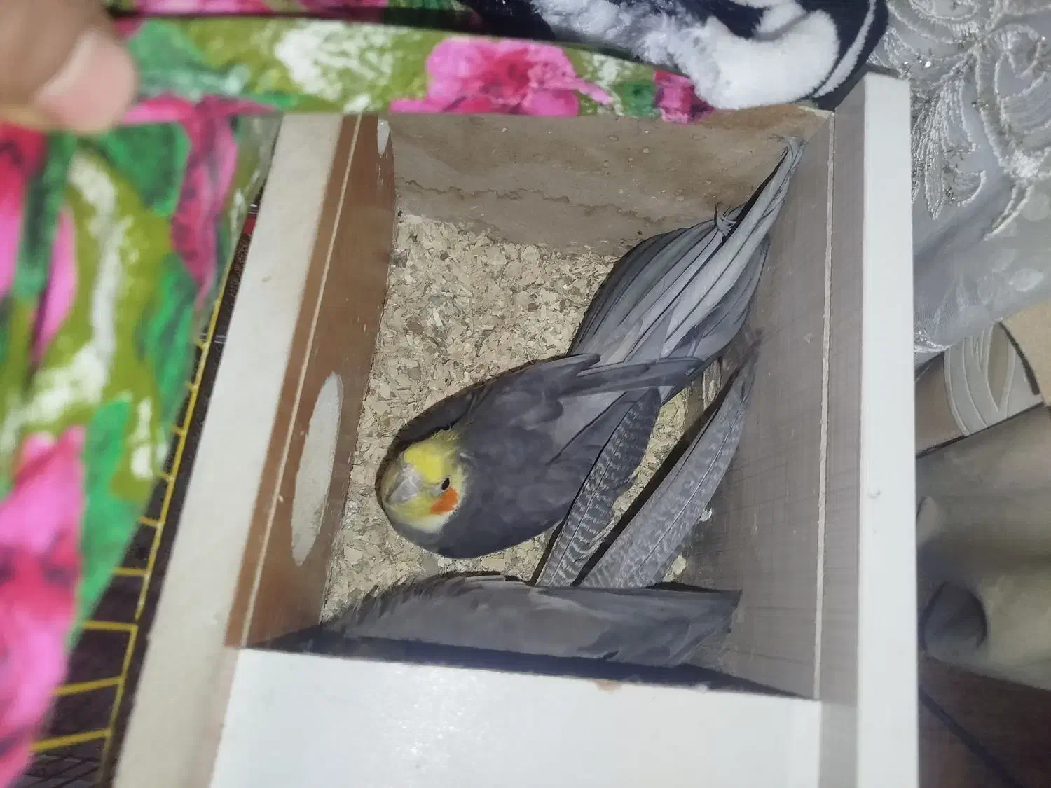 عروس هلندی|پرنده|باسمنج, |دیوار