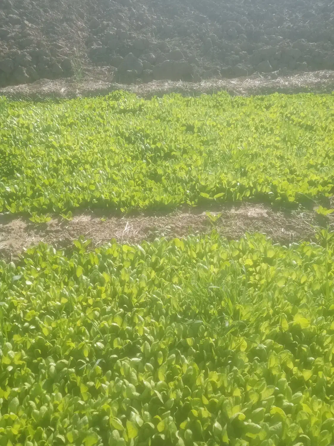 کاهو روغنی|خوردنی و آشامیدنی|خان ببین, |دیوار