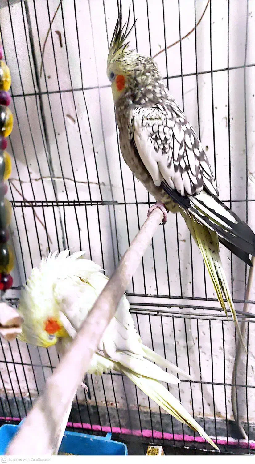 عروس هلندی رام و طوطی کوتوله نر معاوضه|پرنده|گلباف, |دیوار