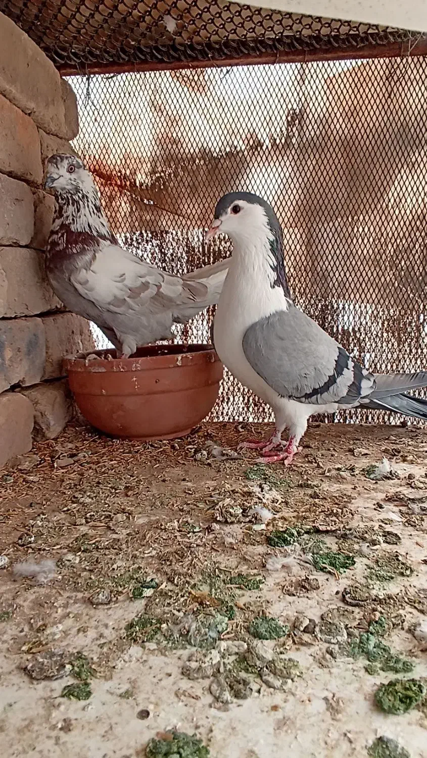 کفتر چادری و تهرانی|پرنده|پاکدشت, پاکدشت (مامازند)|دیوار