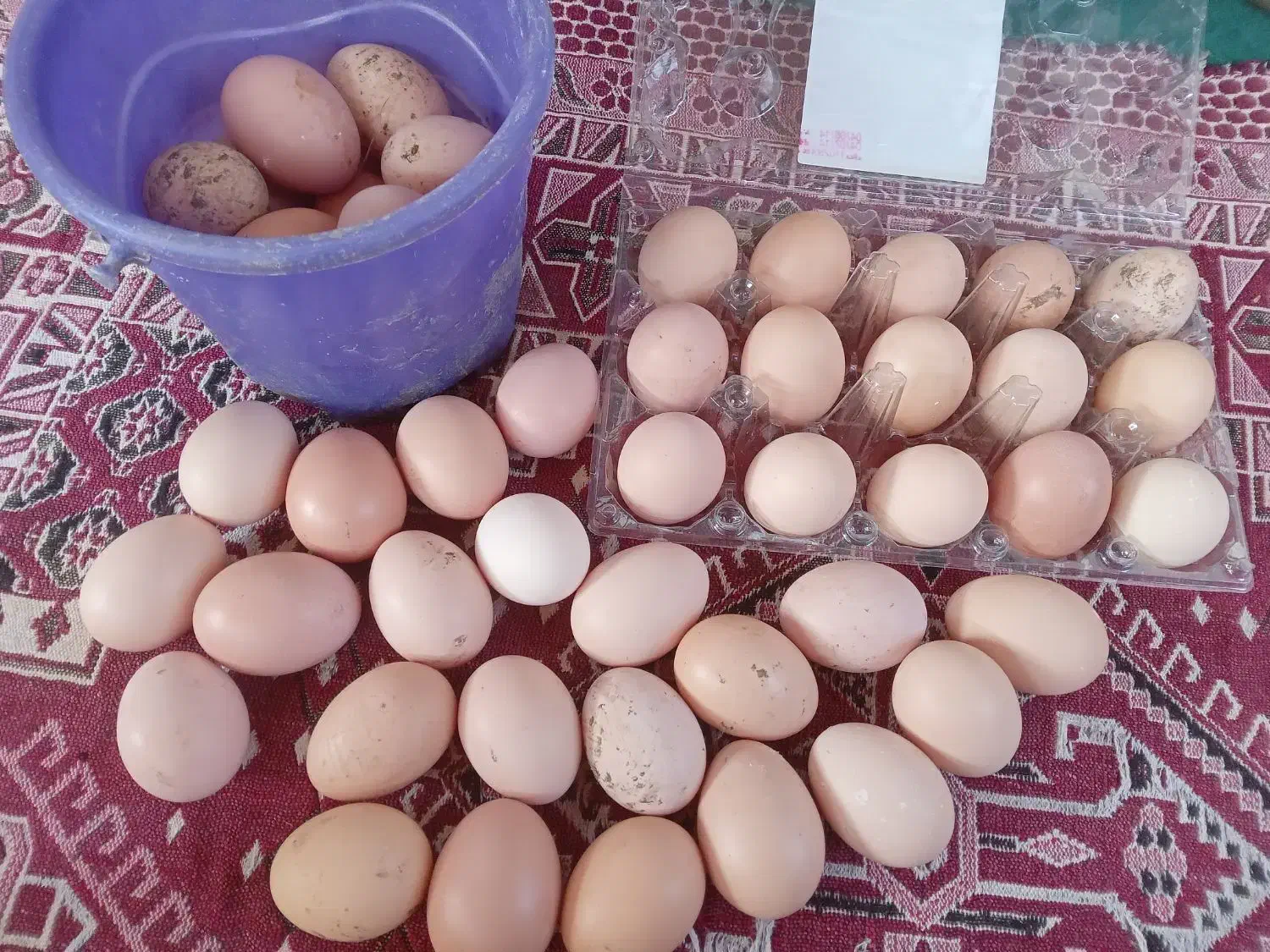 فروش تخم مرغ وتخم اردک اسرائیلی وجوجه اسرائیلی|حیوانات مزرعه|کومله, |دیوار