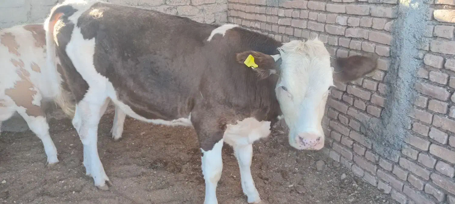 کود گاو|لوازم جانبی حیوانات|باشتین, |دیوار