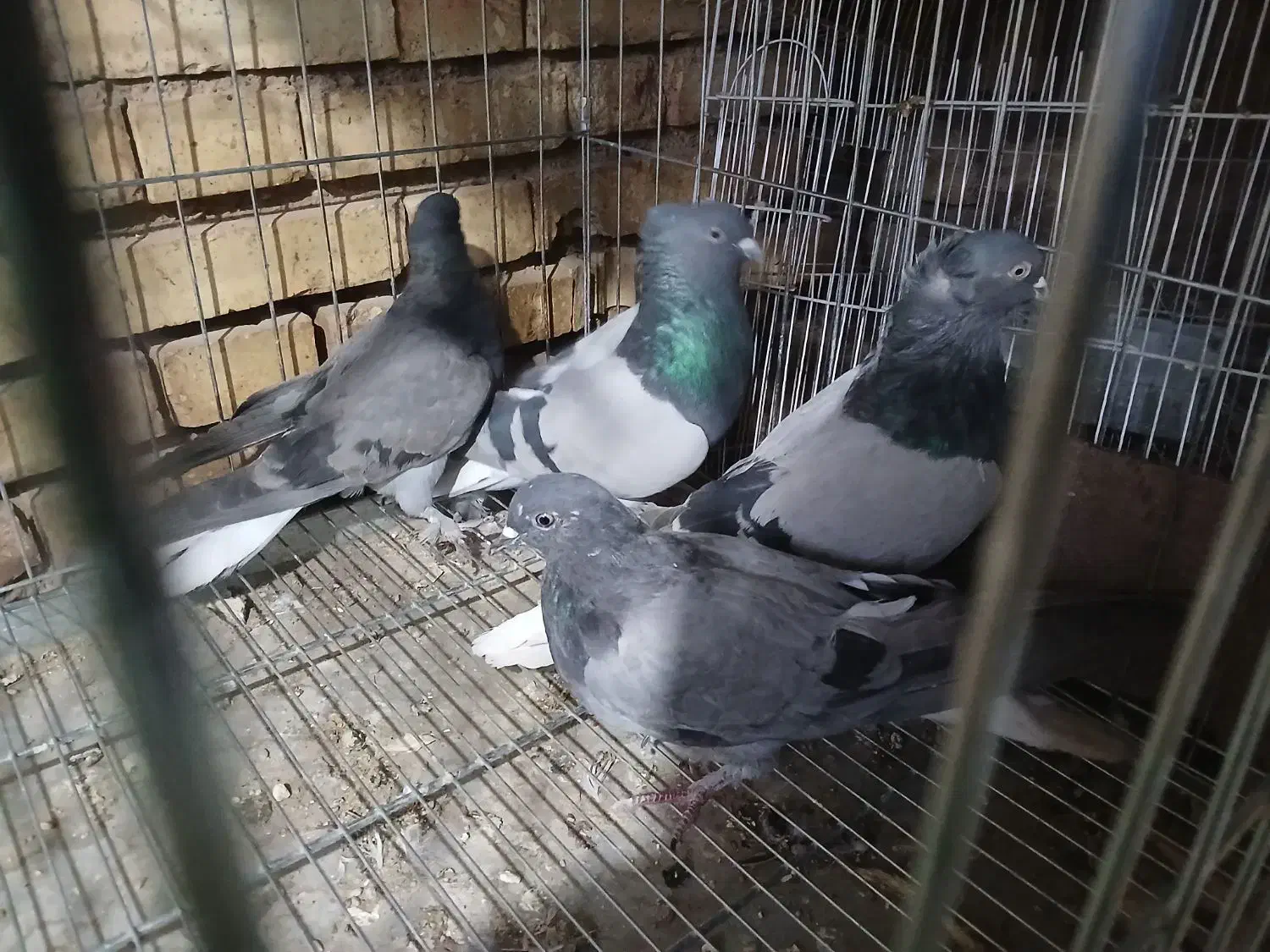 کبوتر کاشانی|پرنده|بروجن, |دیوار