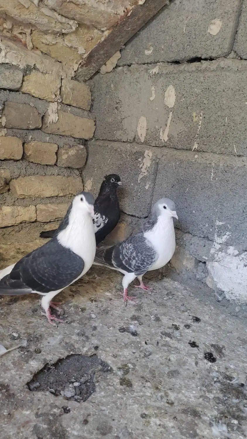 سه تا رنگه نر|پرنده|چناران, |دیوار