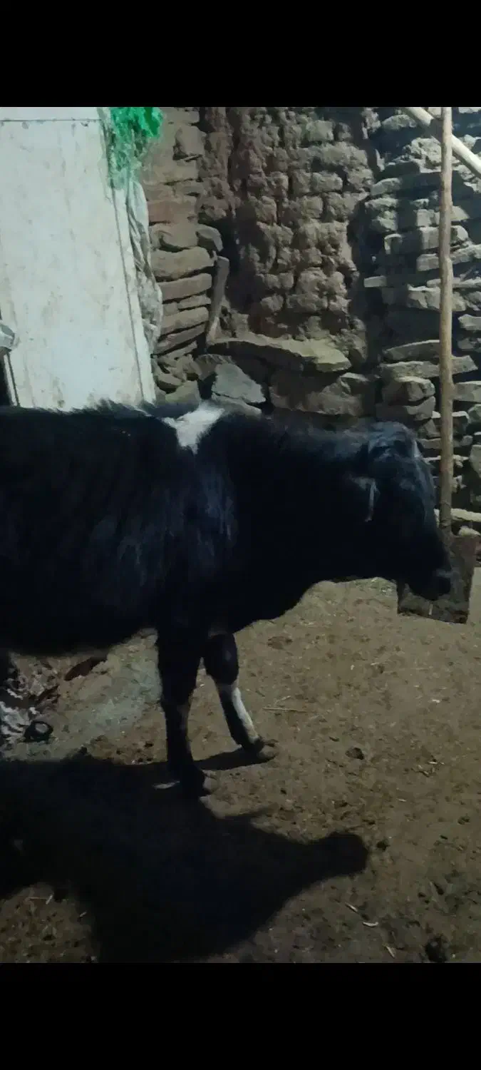 گوساله|حیوانات مزرعه|کلاترزان, |دیوار
