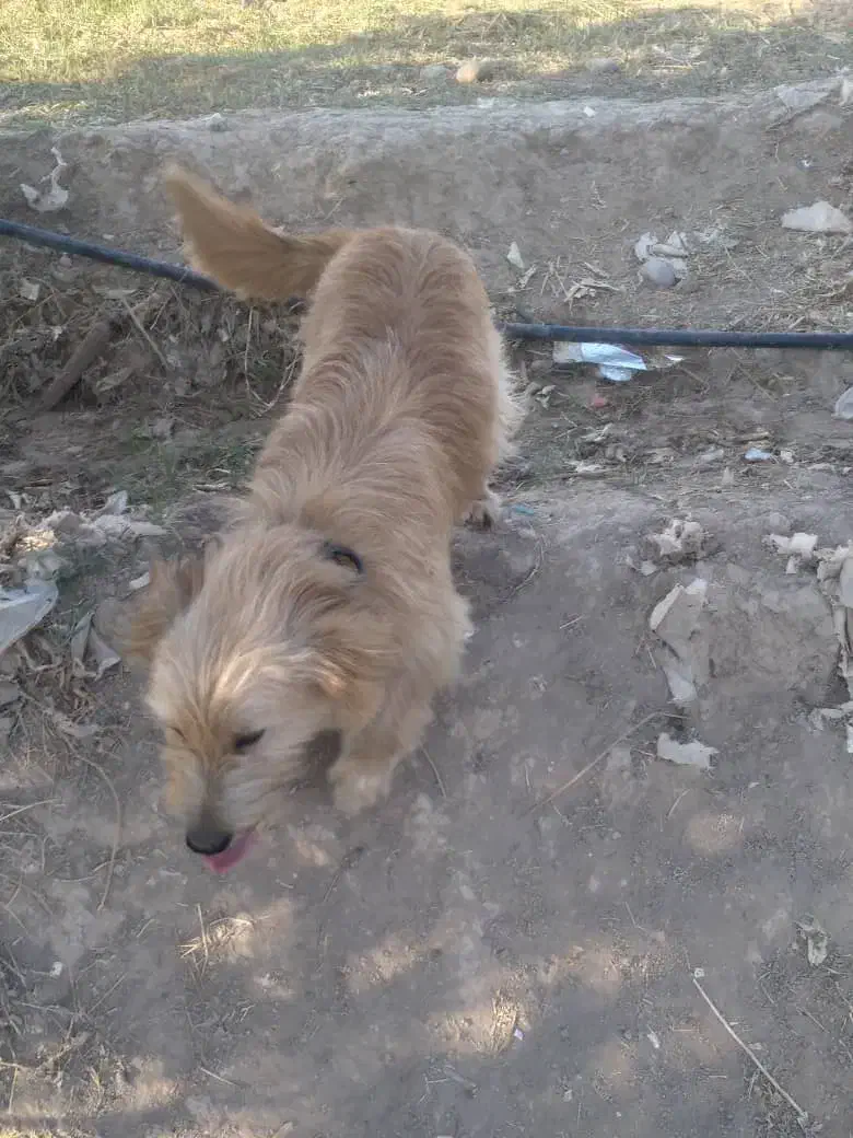 سگ امانت گم شده|سگ|دزفول, |دیوار