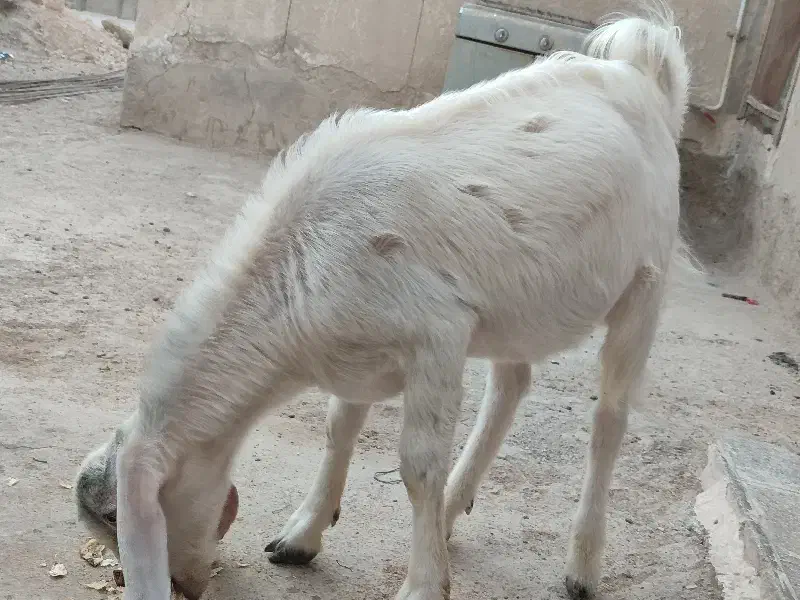 فروش کهره نر در خونه ای|حیوانات مزرعه|بیرم, |دیوار