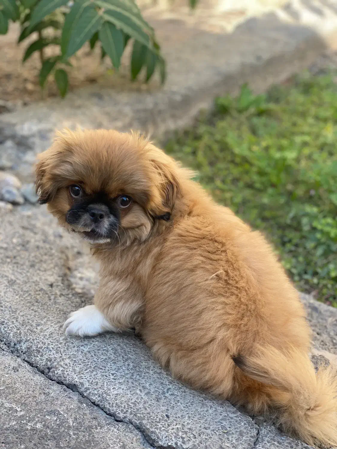 سگ پکنیز|سگ|ماکو, |دیوار