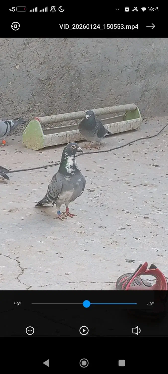 مجسمه نر ابلغ دو پلاک|مجسمه، تندیس، ماکت|زابل, |دیوار