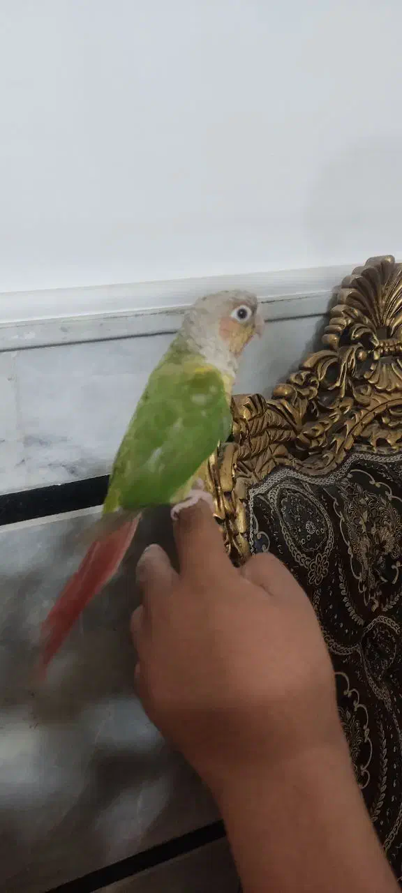 فروش کوتوله ، گرینچیک و عروس هلندی|پرنده|زابل, |دیوار