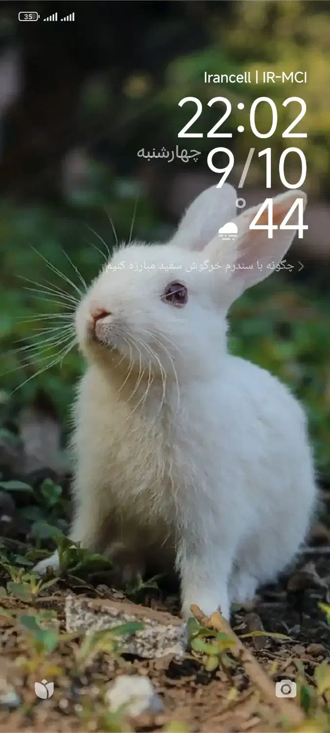 خرگوش مینیاتوری|موش و خرگوش|دزفول, |دیوار